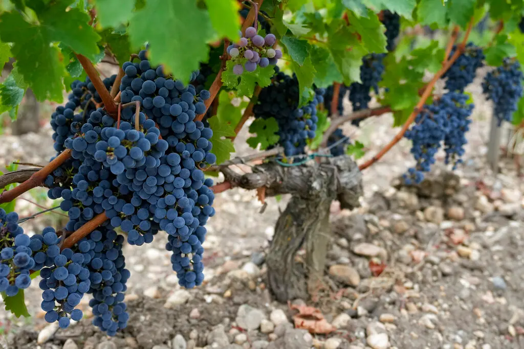 ▲由於氣候變遷與需求下降，法國農民發現砍伐葡萄園並獲得政府補償利潤更高。（圖／美聯社／達志影像）