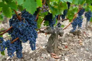 氣候變遷、紅酒需求下降　法國釀酒商「不種葡萄」領補貼利潤更高
