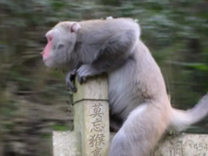 ▲YouTube影片《山道猴子的一生》爆紅，台灣獼猴共存推廣協會跟風上傳「真猴版」山道猴子照，盼大家別再把猴子跟負面瓷畫上等號。（圖／翻攝台灣獼猴共存推廣協會臉書）