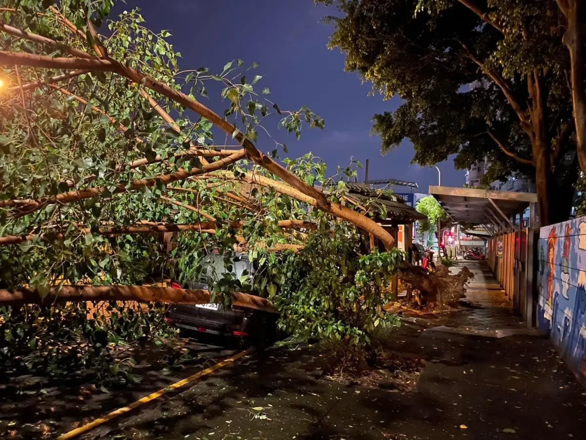 ▲市議員江肇國建議，市府趁學校開學之前，跨局處啟動通學步道路樹全面健檢(圖／江肇國提供2023.8.20)