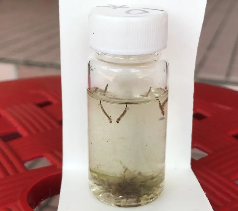 ▲病媒蚊孑孓。（圖／高雄市衛生局提供）