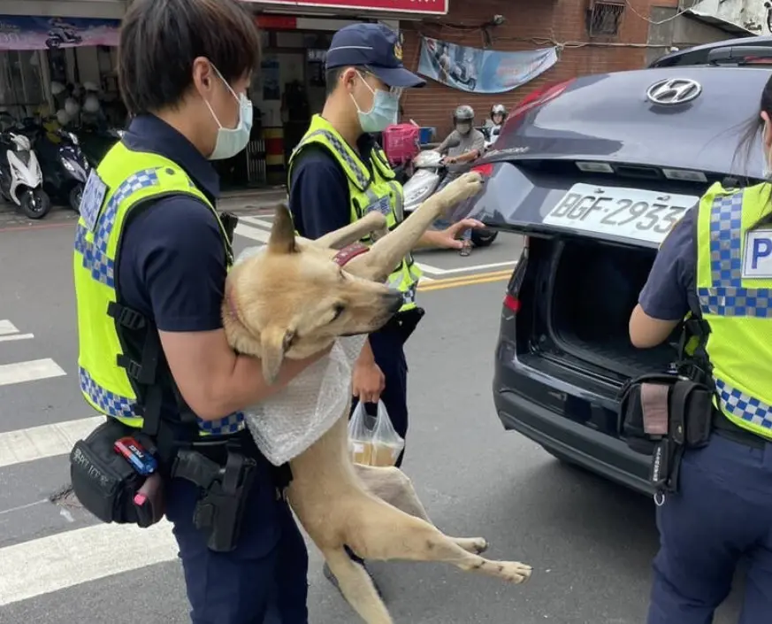 ▲本月18日，台中市一隻米克斯毛孩，在公園散步時走失，所幸員警發現狗狗脖子上戴著項圈，推斷應是有人飼養的，隨即抱著狗狗到動物醫院掃瞄晶片，順利聯繫上焦急的飼主。（圖／翻攝畫面）