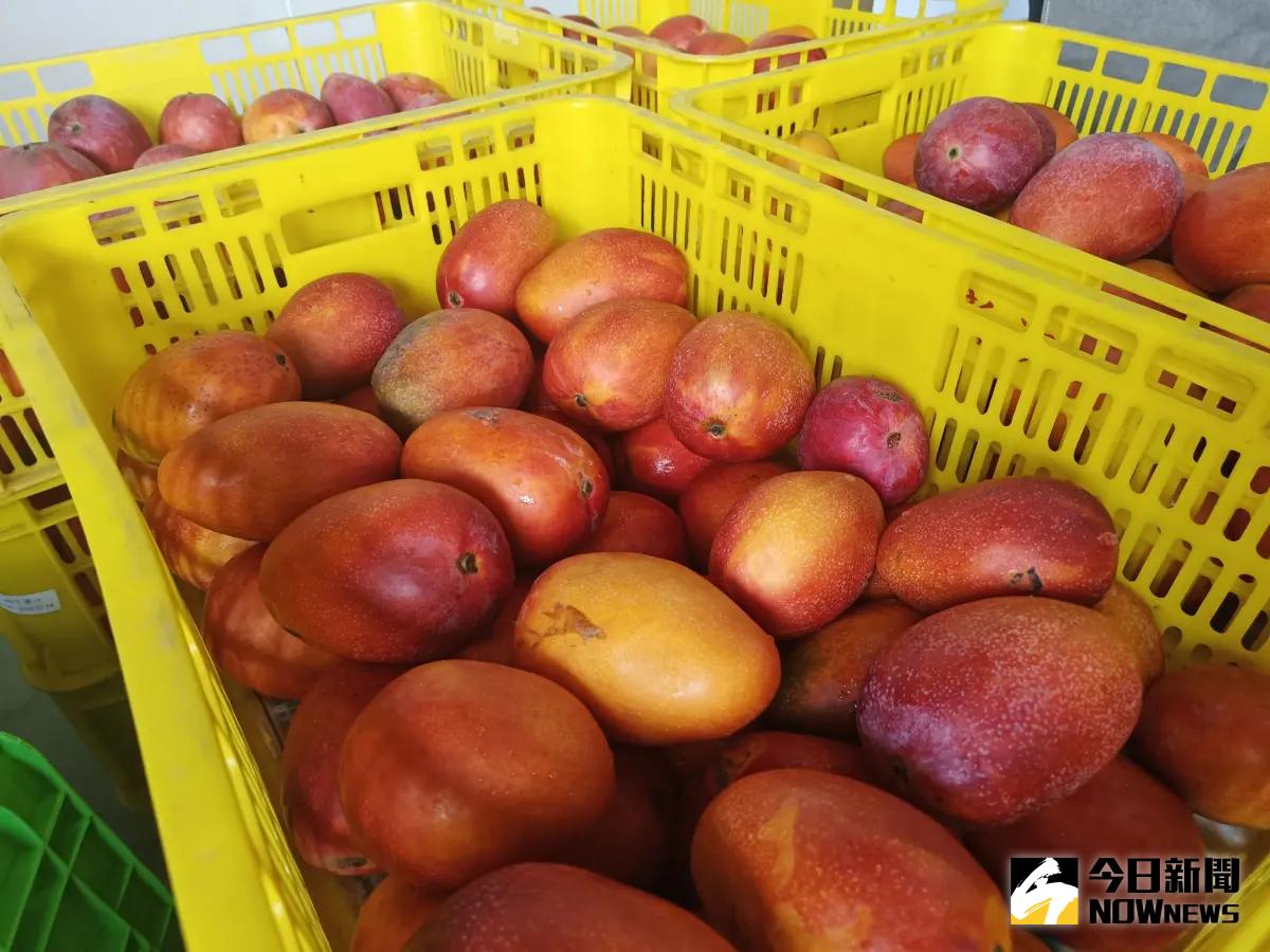 ▲芒果正當季，怎麼切最方便，農糧署提供3種切法「井字、削皮、旋轉切」，輕鬆品嘗美味芒果。（圖／NOWnews資料照片）