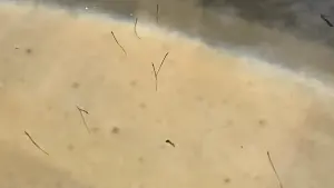 ▲剛孵化的小海龍寶寶身形極度細小，如不仔細觀察常會誤認為是蚊子的幼蟲—孑孓。（圖／屏東海生館提供）