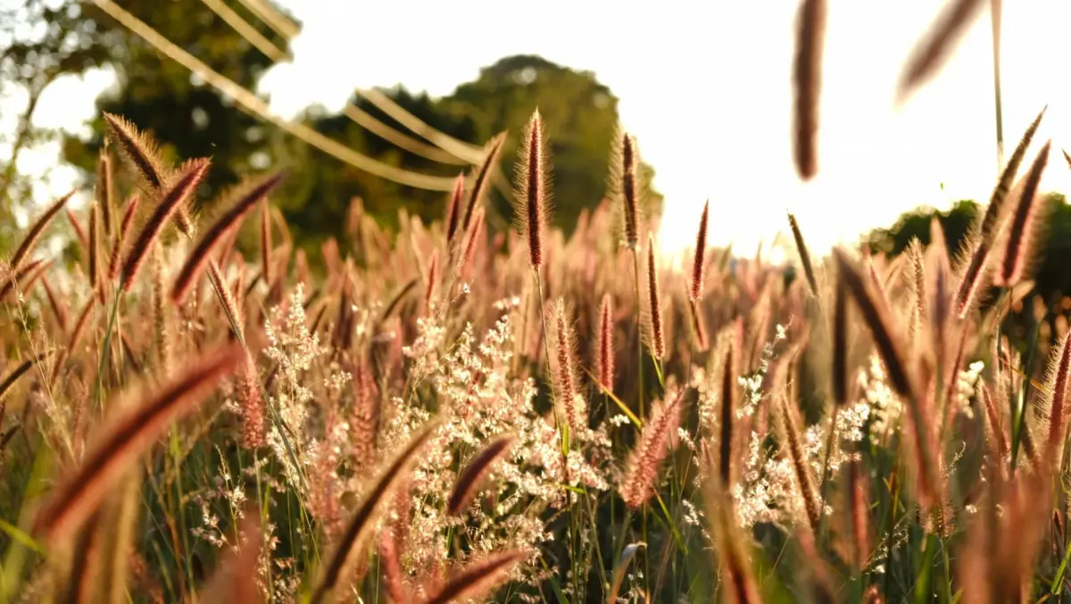 ▲2023「處暑」節氣是8月23日，處女座、摩羯座、雙魚座在處暑期間運勢最旺。（圖／Getty Images）