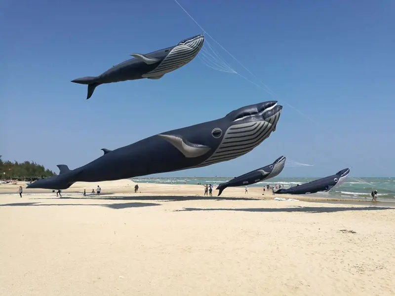 ▲2隻全球最大30米鯨魚風箏，將於今年的新竹市國際風箏節中首度同台放飛。（圖／新竹市政府提供）