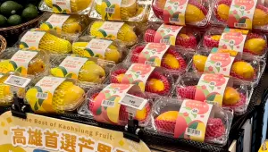 今年金煌芒果拍賣價每公斤25.5元 高於110年24.1元