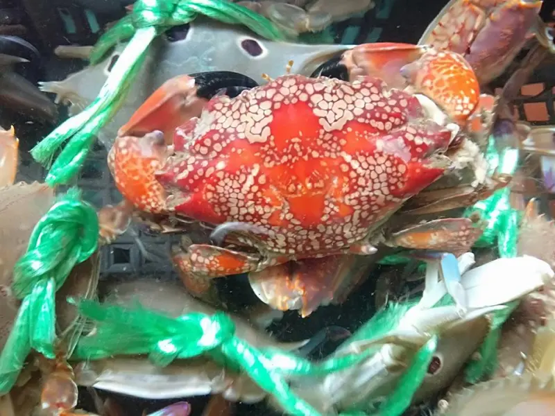 ▲澎湖西北寮漁民意外捕獲到世界上最毒的螃蟹「繡花脊熟若蟹」，1隻就可毒死500人。（示意圖／林姓民眾授權提供）