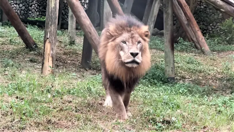 ▲高雄壽山動物園的獅子們，每天下午4時50分就會彼此呼叫下班啦，網友打趣笑說是工讀生吧。（圖／翻攝壽山動物園粉專）