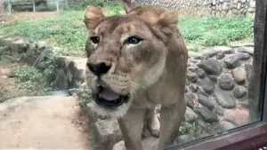 ▲不少遊客感受過每日下午4時50分左右的獅吼功。（圖／翻攝壽山動物園粉專）