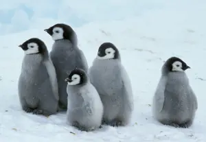 來不及長大！南極洲海冰狂減　上萬隻「皇帝企鵝寶寶」恐淹死

