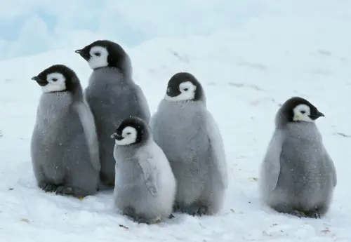 禽流感病毒恐散播南極！專家示警：企鵝與當地物種受威脅
