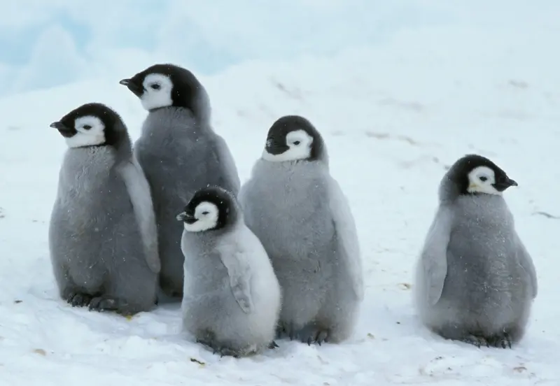 ▲近日有科學家透過衛星照分析，去年年底南極洲恐有上萬隻皇帝企鵝寶寶，因為全球暖化、海冰快速溶解而淹死。（圖／美聯社／達志影像）