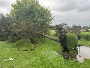 ▲樹木在狂風的摧殘下被連根拔起。(圖/美聯社/達志影像) ▲樹木在狂風的摧殘下被連根拔起。(圖/美聯社/達志影像)