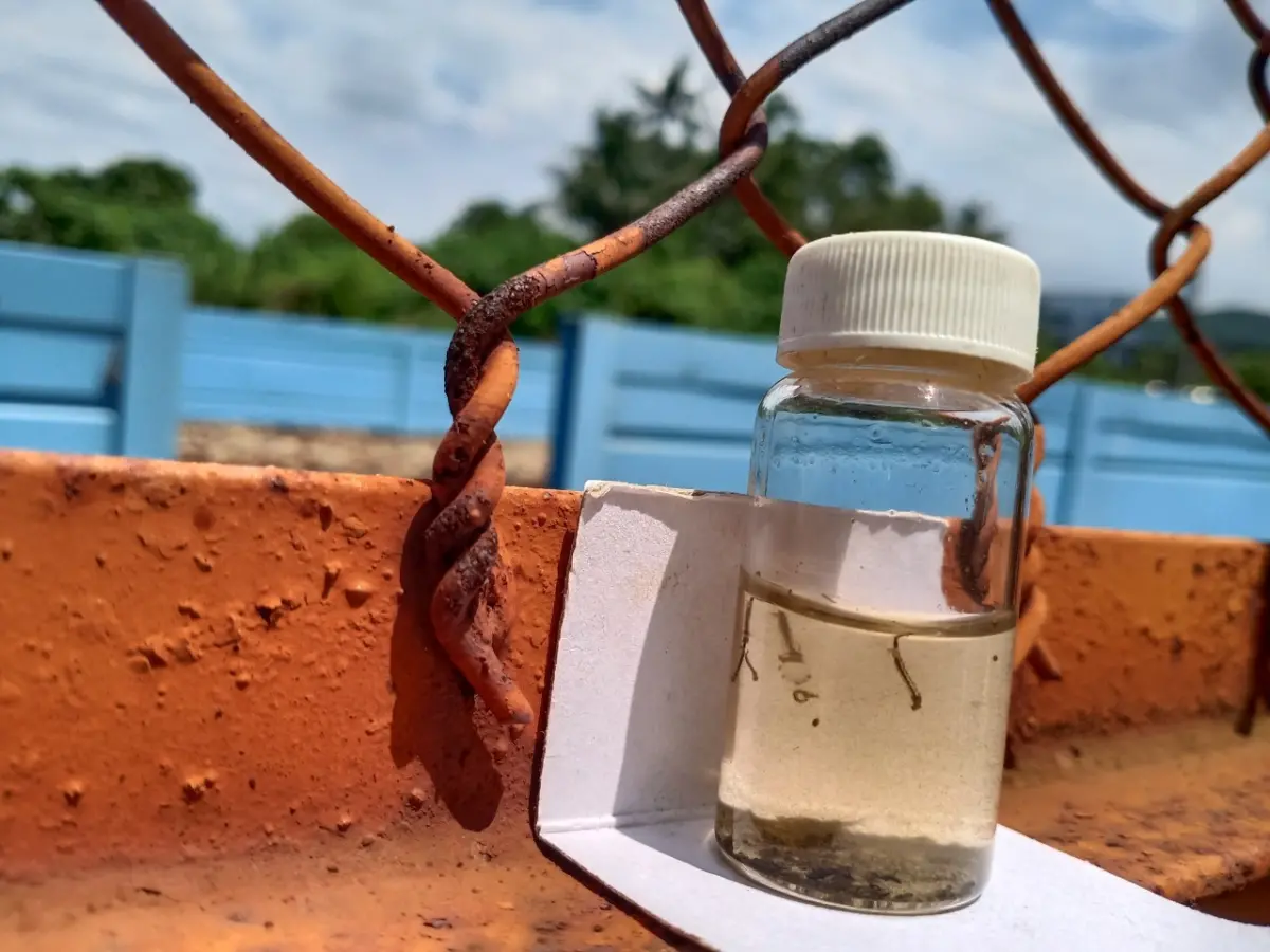 ▲孑孓。（圖／高雄市衛生局提供）