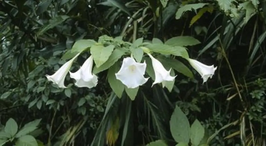 ▲高雄旗津一家3口人，在之前疫情期間想增加免疫力，便前往廟宇拿「抗疫符水」喝下，沒想到陸續出現精神錯亂、無法組織語言的症狀，經醫院檢查，發現該符水竟是有毒植物「大花曼陀羅」泡製而成。（圖／中央研究院）