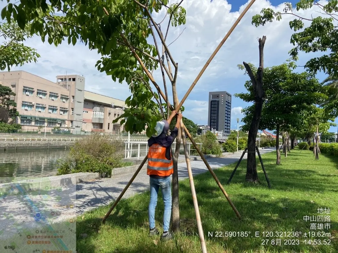 ▲中度颱風「蘇拉」逐步向臺灣襲來，為降低災損，高市府工務局公園處今(29)日除動員人力加強行道樹疏枝、支架固定、路燈及開關箱檢修等。(圖／高市府提供)