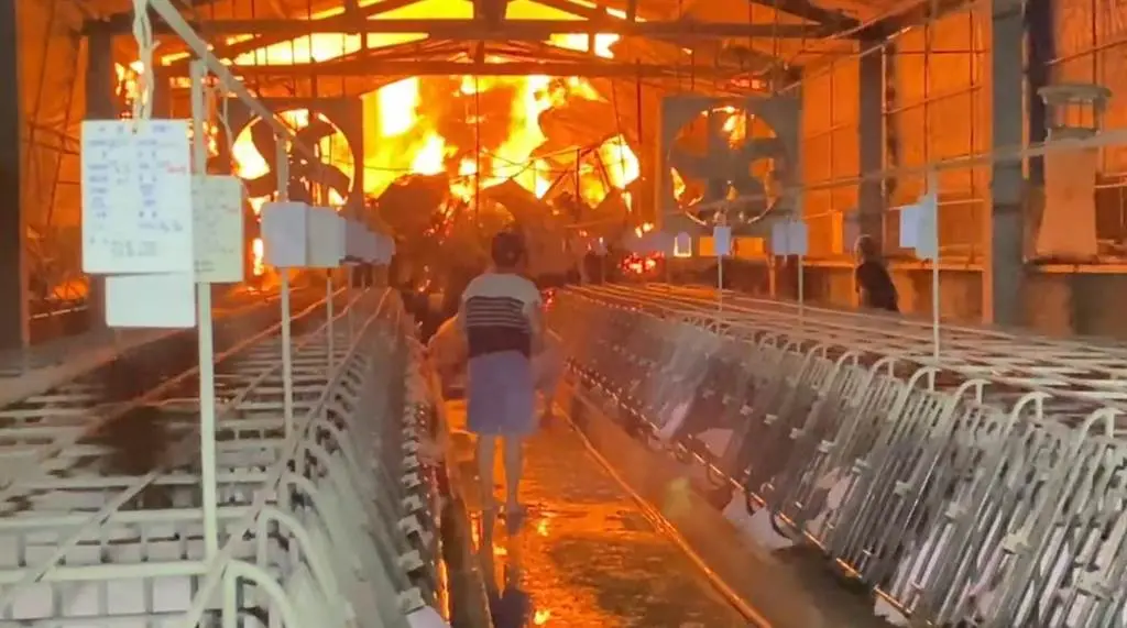 ▲養豬場隔壁工廠大火，上百頭母豬嚇得狂哀號。（圖／翻攝畫面）