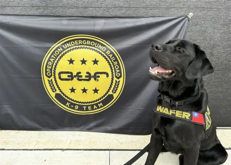 ▲美國非營利組織O.U.R.捐贈，台灣第一隻電子產品偵測犬Wafer（圖）8月11日在美國完成受訓。（圖／警政署提供）