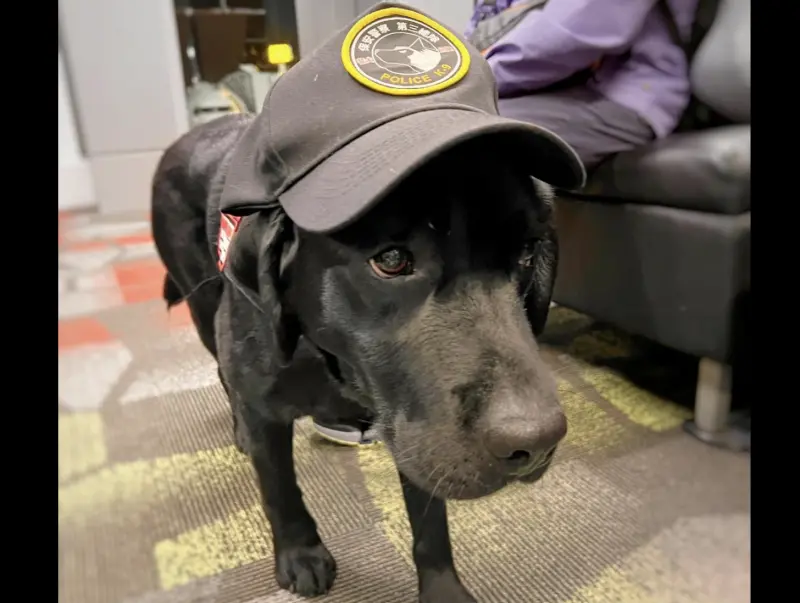 ▲全台唯一的電子產品偵測犬名叫Wafer（晶圓），是2歲的黑色拉布拉多犬。（圖／翻攝駐洛杉磯台北經濟文化辦事處）