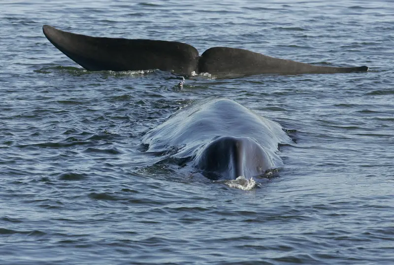 ▲冰島政府恢復商業捕鯨，引起動保人士不滿。示意圖。（圖／美聯社／達志影像）