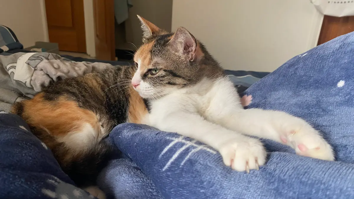 ▲有男子得知手上的「花貓」是米克斯、不是有品種的純種貓後，竟轉身一秒將貓咪原地棄養，圖非當事貓咪。（示意圖／記者黃韻文攝）