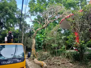 因應海葵颱風來襲　竹市府加強十八尖山樹木修剪
