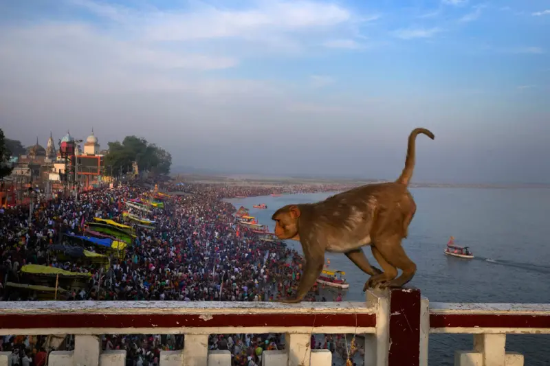 ▲印度舉辦G20峰會前夕，為了能夠在不傷害猴子的情況，只好派出人力扮演體型更大的猴子驅趕普通獼猴。（圖／美聯社／達志影像）