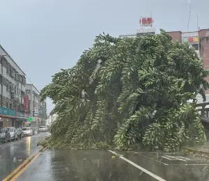 ▲有台東縣民在《台東臉書災害通報》社團上回報，下午3點的時候，馬偕紀念醫院附近有一顆大樹倒下，擋住了一半的道路，請小心駕駛或繞道而行。（圖／臉書《台東臉書災害通報》）