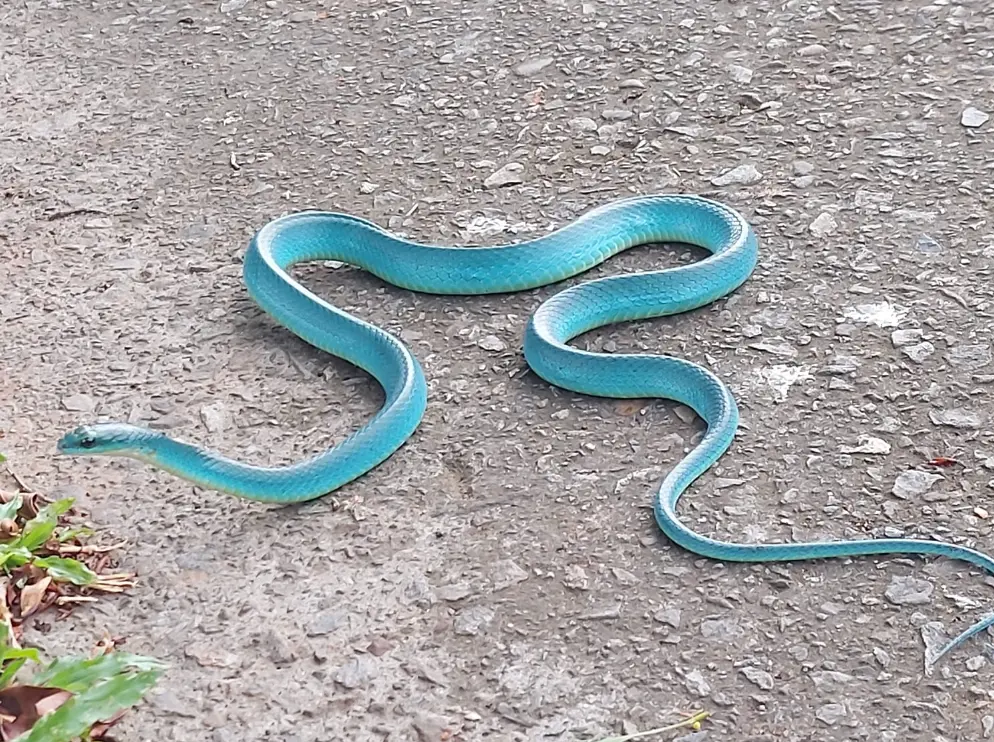 ▲一名網友走在路上遇到一條「Tiffany藍」顏色的蛇正在爬行，畫面相當漂亮。（圖/野生蛇相臉書社團）