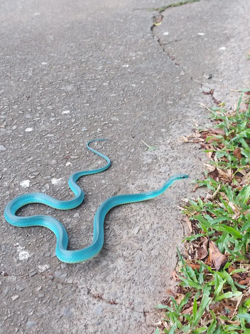 ▲一名網友走在路上遇到一條「Tiffany藍」顏色的蛇正在爬行，畫面相當漂亮。（圖/野生蛇相臉書社團）