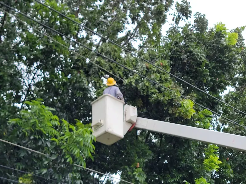 ▲強風引發的樹枝異物觸碰造成配電線路故障所致。（圖／屏東台電提供）