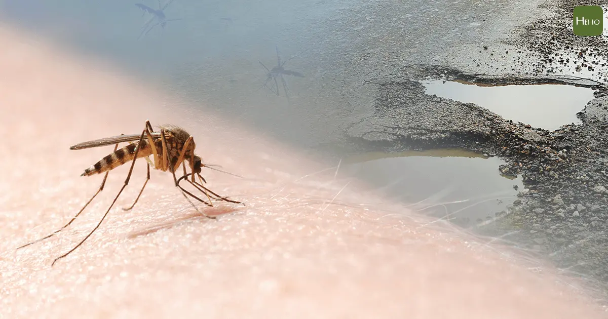 ▲登革熱延燒／海葵颱風襲台 強風豪雨後「清除病媒蚊孳生源」預防容器積水