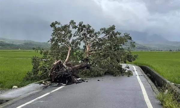 ▲蔡依林樹在這次海葵颱風肆虐下，被連根拔起躺在產業道路上。（圖/就是愛台東臉書）