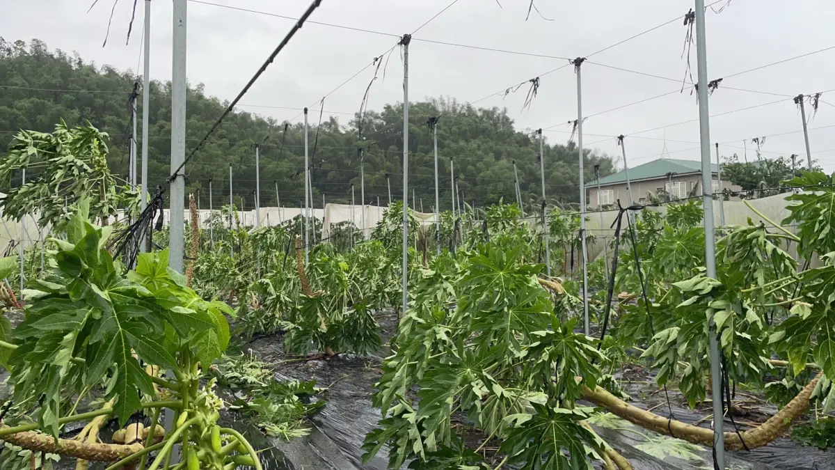 ▲木瓜樹倒一片。（圖／高雄市農業局提供）