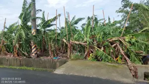 ▲香蕉樹倒一片。（圖／高雄市農業局提供）
