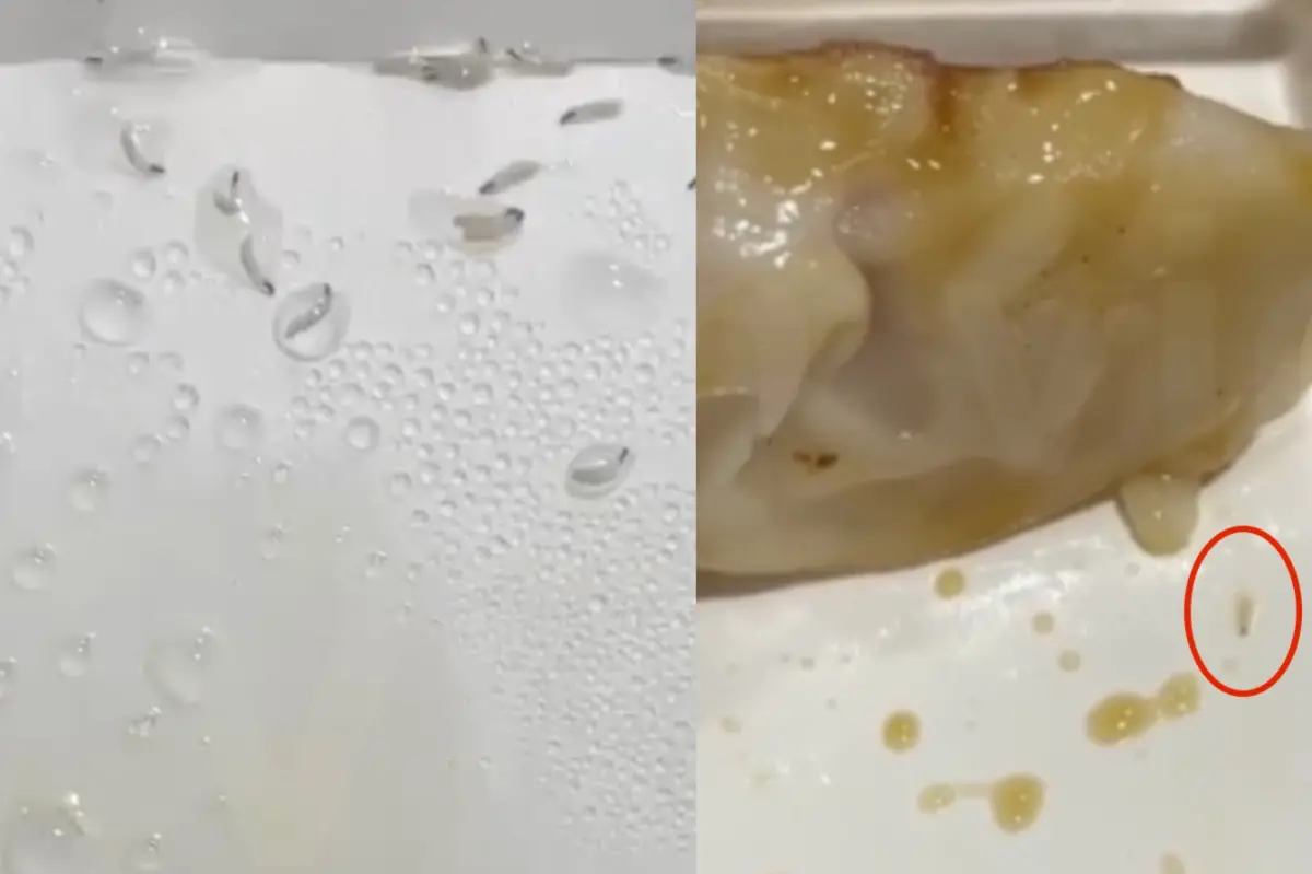 ▲一名女網友日前在《爆料公社》投訴，家人透過透過外送平台點了一盒八方雲集的鍋貼，餐盒上竟然出現疑似「蛆」的數條小蟲；對此八方雲集發表最新聲明，強調，「煎台烹煮溫度超過攝氏140度，在此條件下，不可能有蛆蟲等活體在產品表面存活。」（圖／翻攝爆料公社）