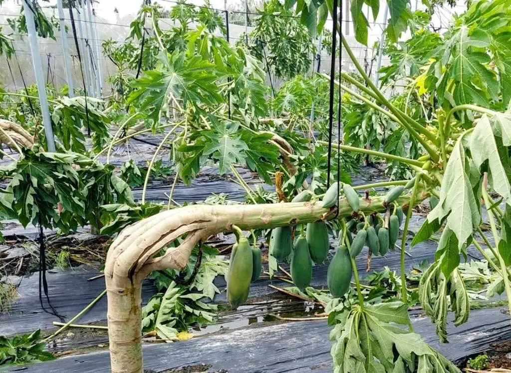 ▲受颱風豪雨影響，高雄木瓜損壞。（圖／高市農業局）