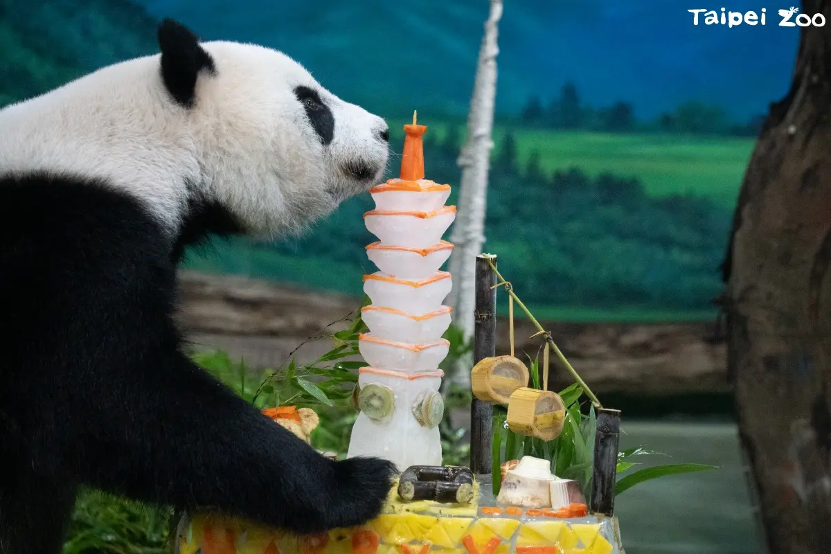 ▲台北市立動物園門票調漲案今（6）天通過第一關，非市民全票漲至100元、市民維持60元，優待票從30元漲至50元。圖為圓仔今年7月啖生日蛋糕。（圖／台北市立動物園臉書）