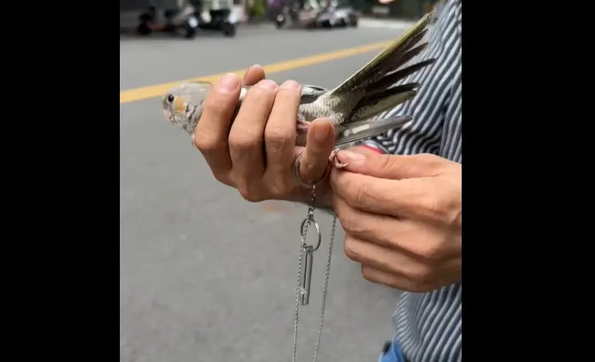 ▲太陽鸚鵡腳上有鈴噹、鐵鍊還有長哨子，可能因此卡在電線桿動彈不得。（圖／翻攝江和樹臉書，2023.09.06）