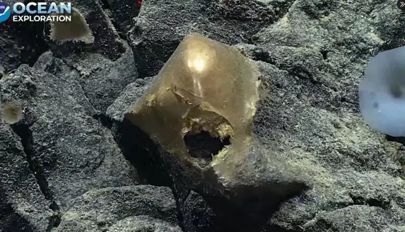 ▲美國美國國家海洋暨大氣總署（NOAA），使用儀器在阿拉斯加灣探勘海底火山，意外發現海底的岩石上附著一個「詭異金蛋」。（圖／X@oceanexplorer）