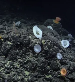 ▲美國國家海洋暨大氣總署(NOAA)時常分享深海中的各種奇景與生物。(圖/IG@oceanexplorer) ▲美國國家海洋暨大氣總署(NOAA)時常分享深海中的各種奇景與生物。(圖/IG@oceanexplorer)