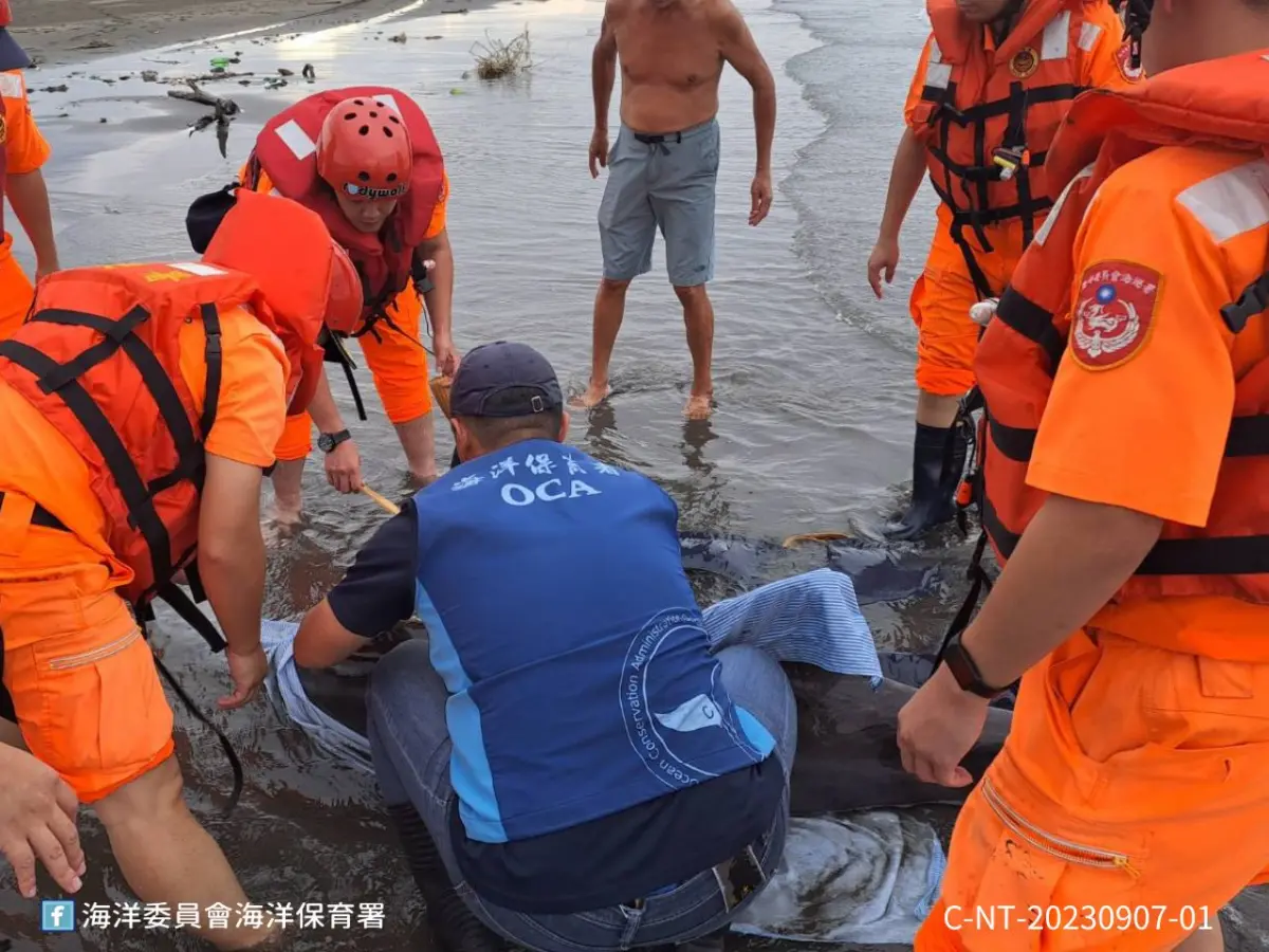 ▲海巡人員及海保署巡查員現場進行糙齒海豚保濕及扶正。（圖／海保署提供）