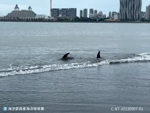 ▲新北市八里紅海灘岸際1隻糙齒海豚活體擱淺。（圖／海保署提供）
