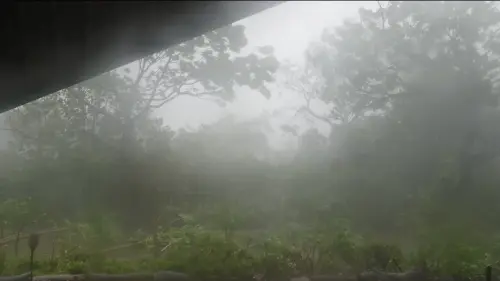 ▲田麗曬出颱風來襲的11秒恐怖畫面，只見大雨及狂風猛撲農場植物，不只綠樹被風吹歪，地上更有殘枝樹葉。（圖／翻攝自田麗臉書）
