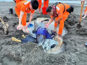 糙齒海豚擱淺八里挖子尾沙灘　新北動保處協同救援團隊搶救
