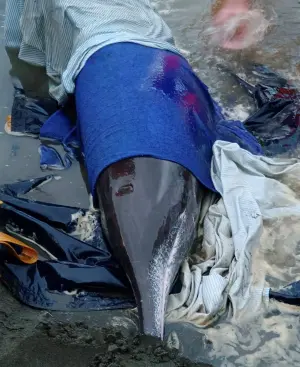 ▲擱淺的糙齒海豚以布覆蓋保濕。（圖 ／新北市動物保護防疫處提供）