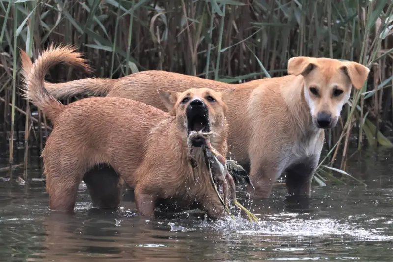 ▲鳥友們大聲疾呼新竹市政府,「不要只高興來了什麼稀有的候鳥,管管失控的野狗吧」。(圖/黃蜀婷提供)