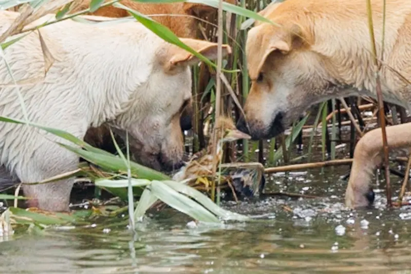 ▲香山濕地是野鳥遷徙重要的中繼站,沒想到在此落地想繁殖幼雛卻遭野狗攻擊。(圖/黃蜀婷提供)