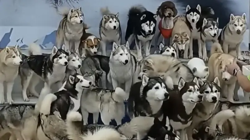 ▲主打有百隻哈士奇的咖啡店，開門時所有二哈一湧而上，有如拆遷大隊。（圖／翻攝IG@pei_bobo_720）